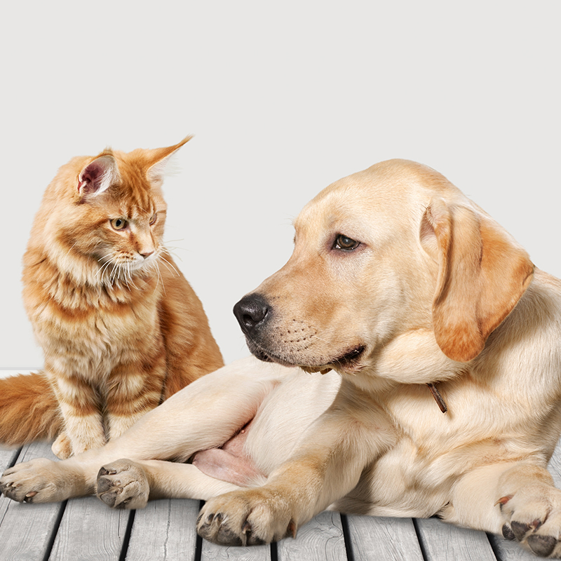 Produits veterinaire Pharmacie de la Sablière à La Chapelle-Launay et Savenay